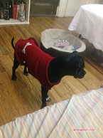 Erica's Pup Squad Sweater