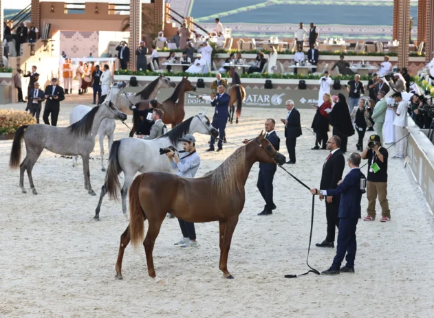 Com investimento de R$ 6,5 milhões, Brasil recebe pela primeira vez o sheikh do Catar em evento de cavalos árabes