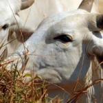 Exportações de carne bovina crescem, mas tarifaço derruba vendas aos EUA