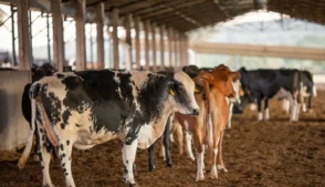 Ministério da Agricultura suspende vacina após mortes de animais em cinco Estados