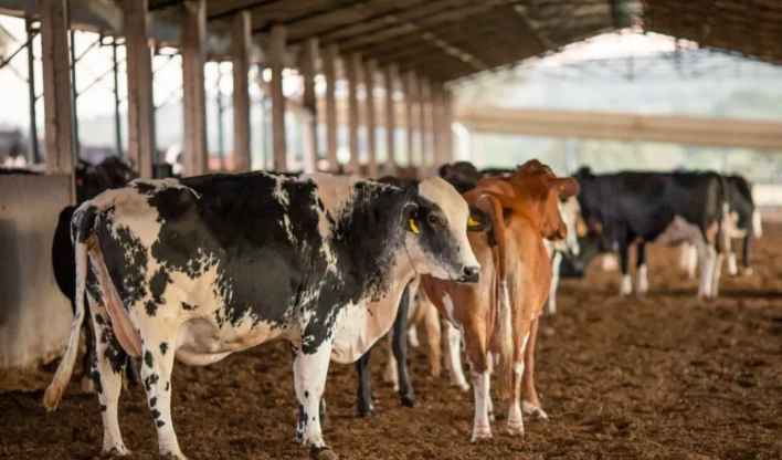 Ministério da Agricultura suspende vacina após mortes de animais em cinco Estados