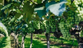 Uvas vinicula