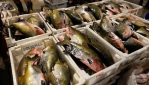 Setor de pesca sofre dificuldades com tarifaço dos EUA.