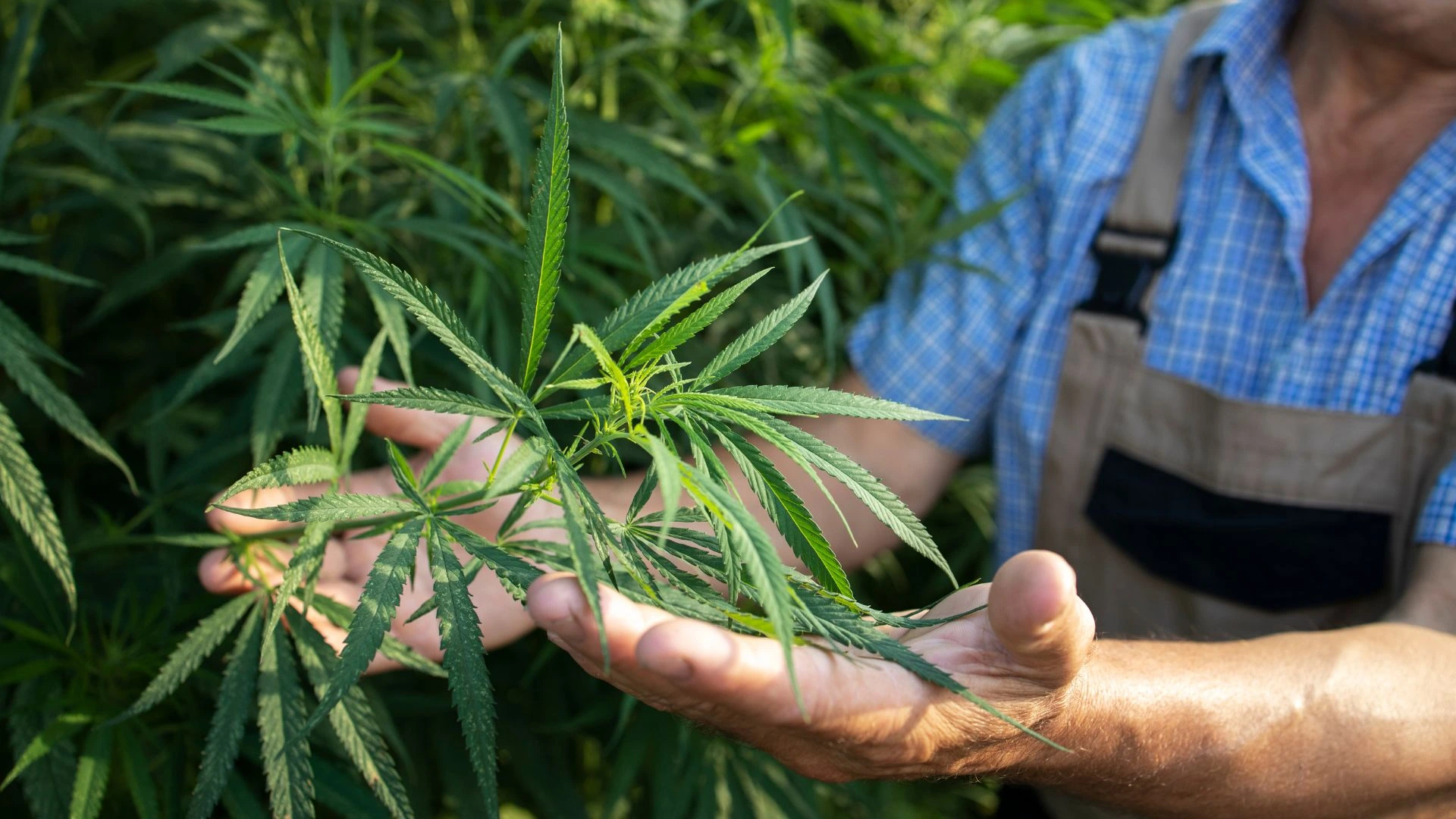 Anvisa libera cultivo de cannabis e pode impulsionar mercado bilionário no Brasil