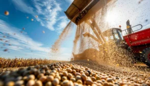 Grãos de soja sendo descarregados de colheitadeira em campo agrícola, com máquina agrícola em operação sob céu aberto.