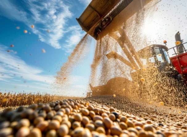 Grãos de soja sendo descarregados de colheitadeira em campo agrícola, com máquina agrícola em operação sob céu aberto.
