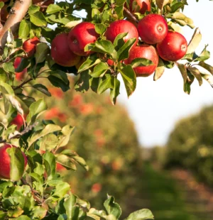 Safra de maçã deve aumentar 25% com alta tecnologia no combate a pragas