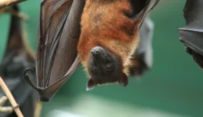 Mocergo pendurado em uma árvore