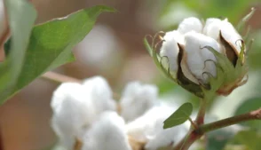 Exportação de algodão bate recorde e mantém liderança do Brasil no comércio global