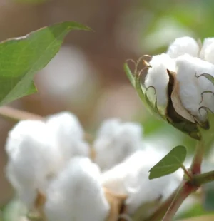 Exportação de algodão bate recorde e mantém liderança do Brasil no comércio global