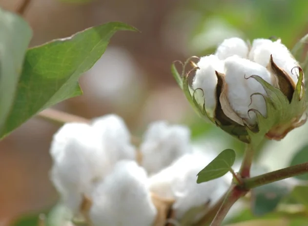 Exportação de algodão bate recorde e mantém liderança do Brasil no comércio global
