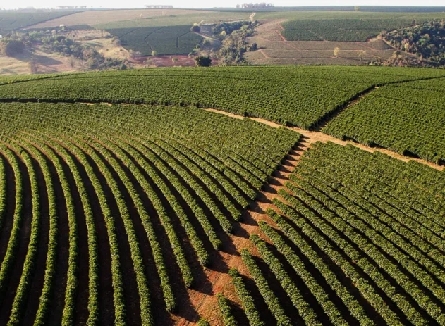 Fazenda de café na Europa