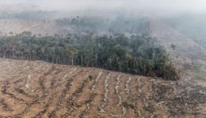 Desmatamento na Amazônia