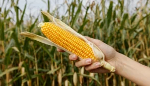 espiga de milho, milharal, safrinha, sabugo