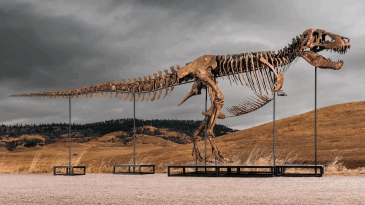 Fóssil de T. rex é vendido por US$ 50,1 milhões em Nova York