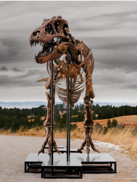 Esqueleto de T-Rex de 67 milhões de anos vai a leilão; veja quanto vale
