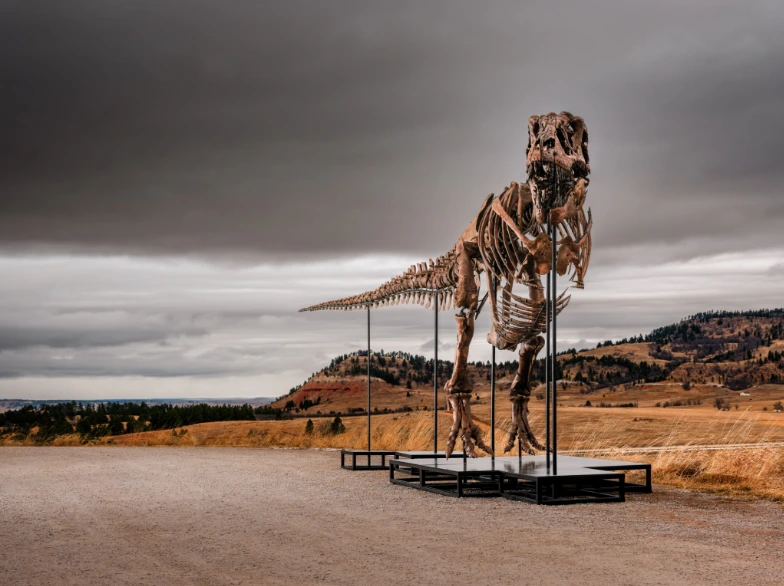 Esqueleto de T-Rex de 67 milhões de anos vai a leilão; veja quanto vale