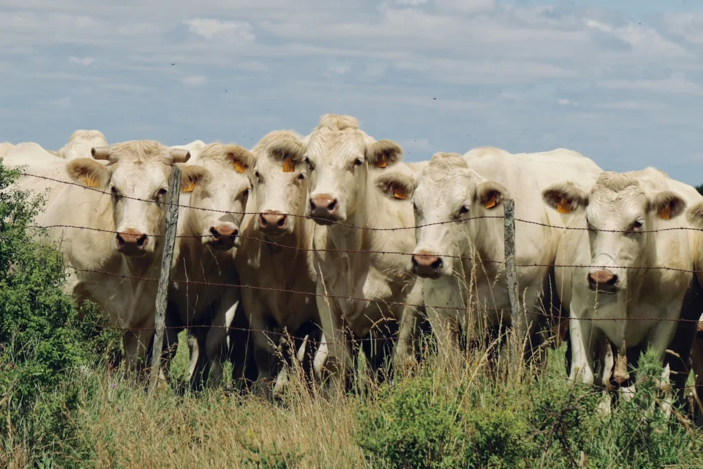 Crise global da carne se aproxima: por que o gado não dá conta da demanda?