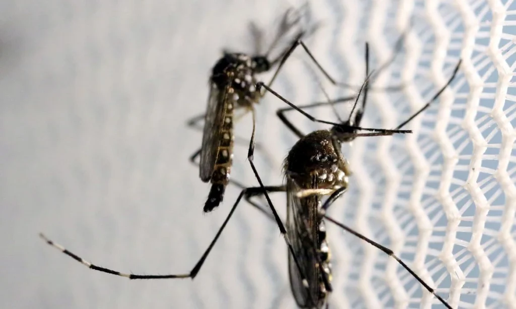 Governo de São Paulo alerta para aumento da dengue durante o El Ninõ