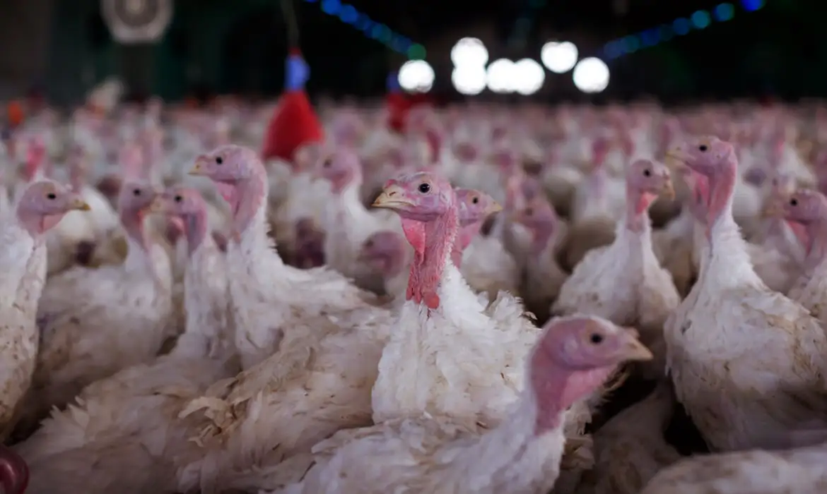 Doença de Newcastle: México suspende compra de frango brasileiro, e China pode restringir importações