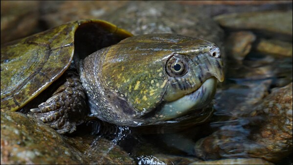 在海南岛热带雨林碧桂园山发现大头乌龟。