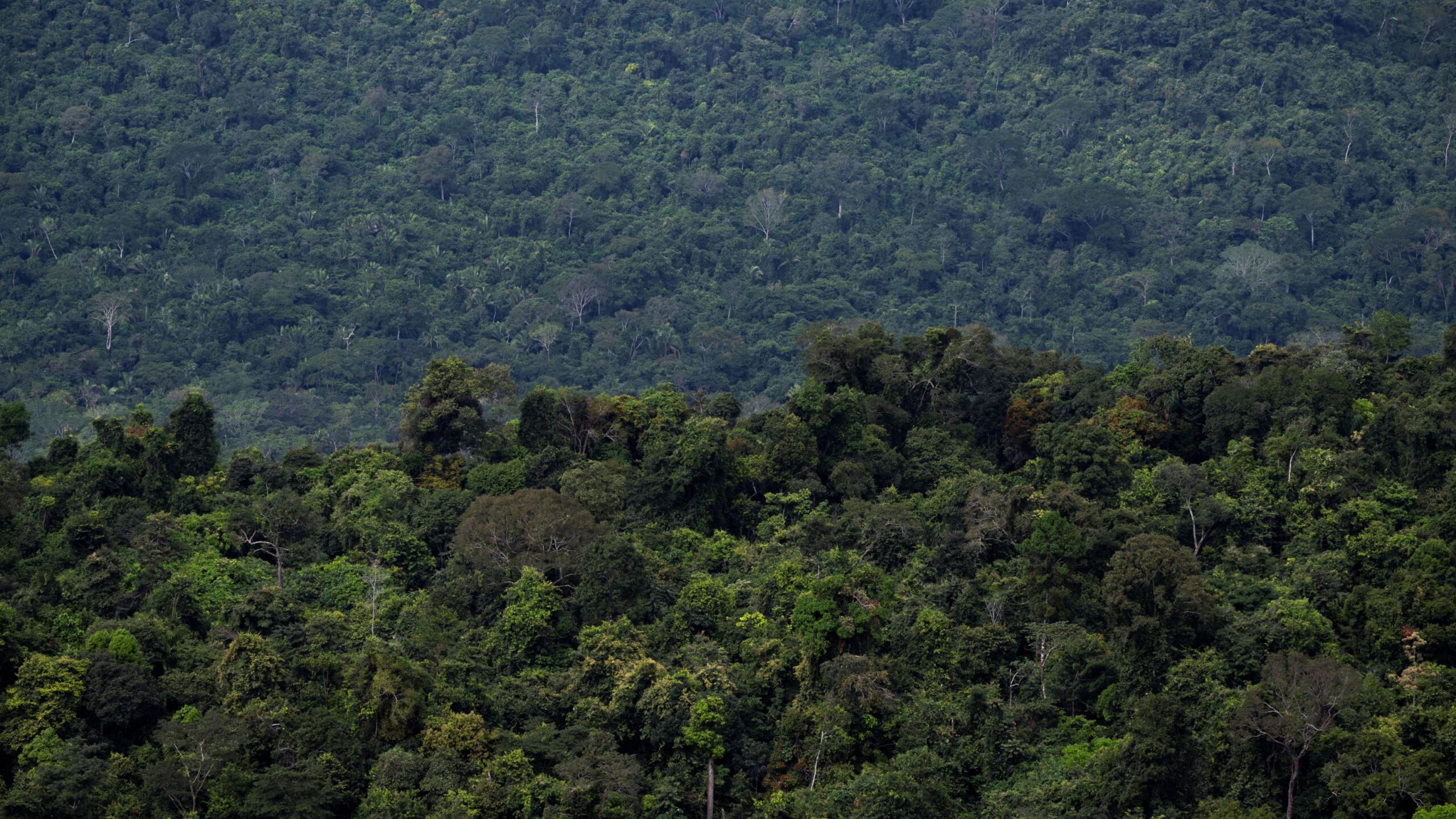 Amazon rainforest nations forge shared policy in Brazil