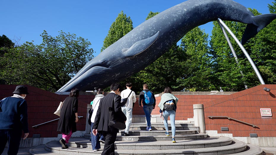 日本漁業廳尋求允許商業捕撈鰭鯨,引發保育關注
