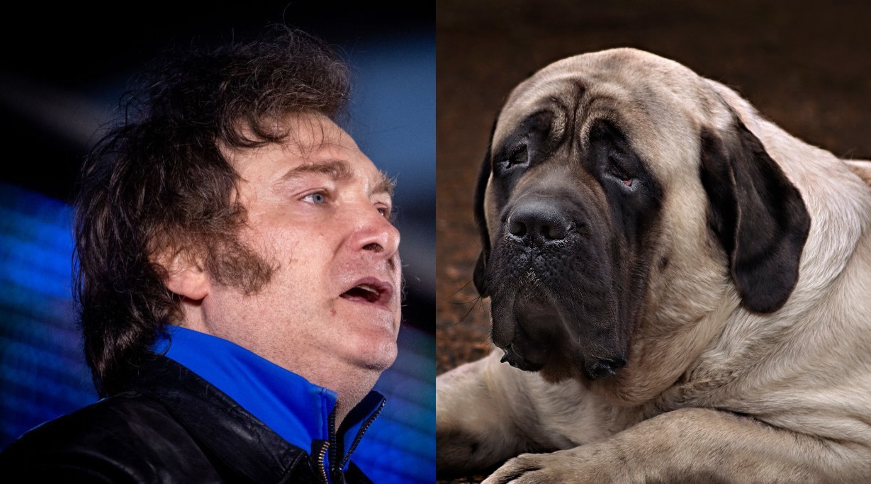 javier milei english mastiff dog