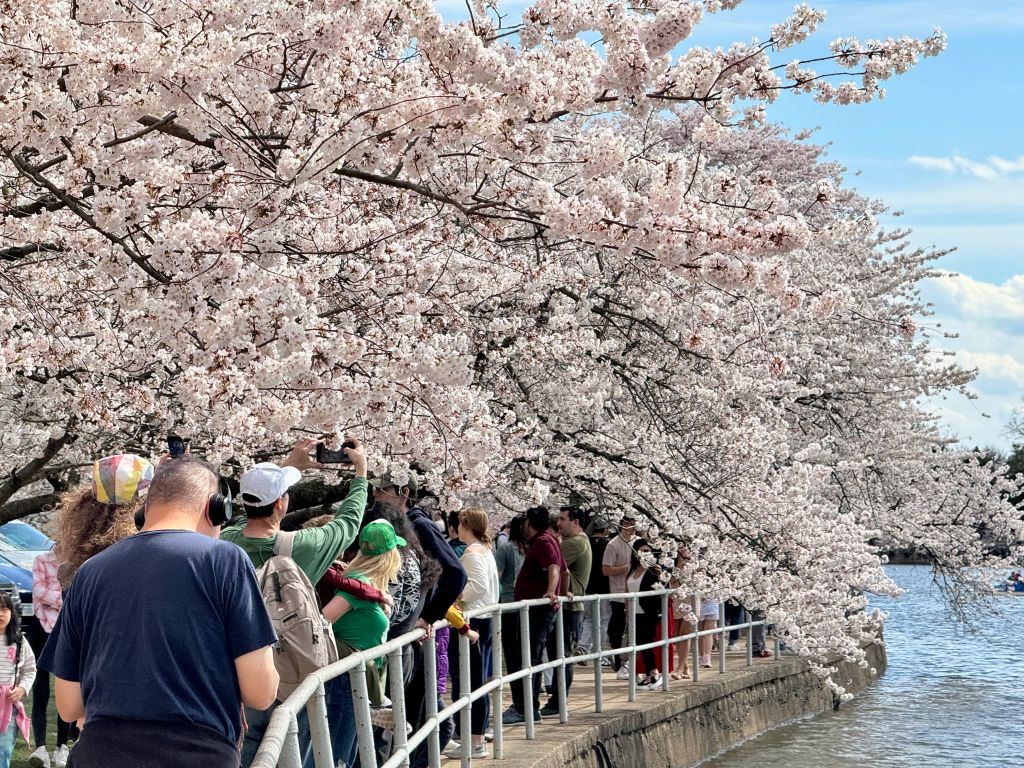 Cherry blossoms