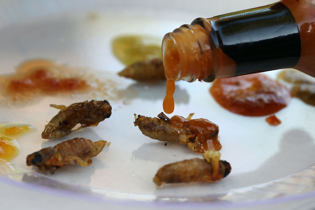 你可以吃蝗虫吗?是的,以下是如何捕捉、清洗和烹饪它们的方法
