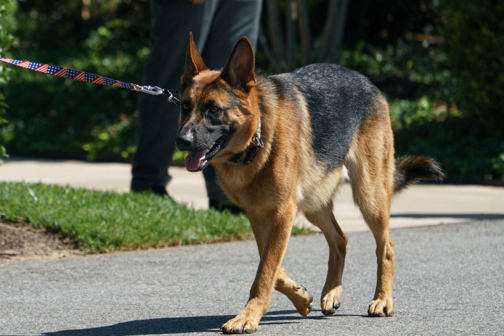 U.S. President Joe Biden的狗'Commander'在华盛顿特区白宫南草坪散步,日期为2022年8月9日。