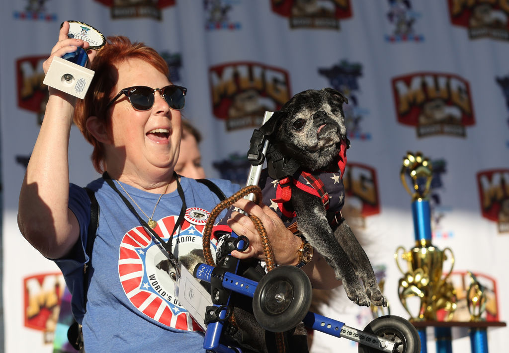 World's Ugliest Dog Awards Held At The Sonoma-Marin Fair In California