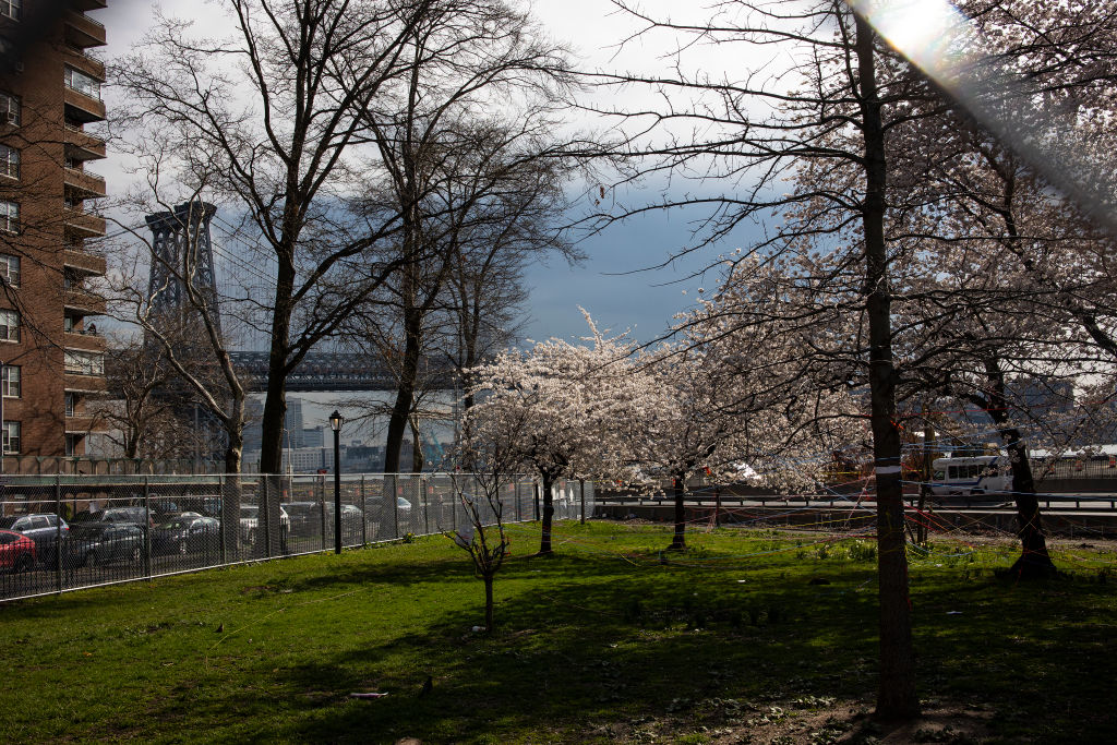 2022年4月9日，纽约市下东区科利尔斯胡克公园的樱花树。