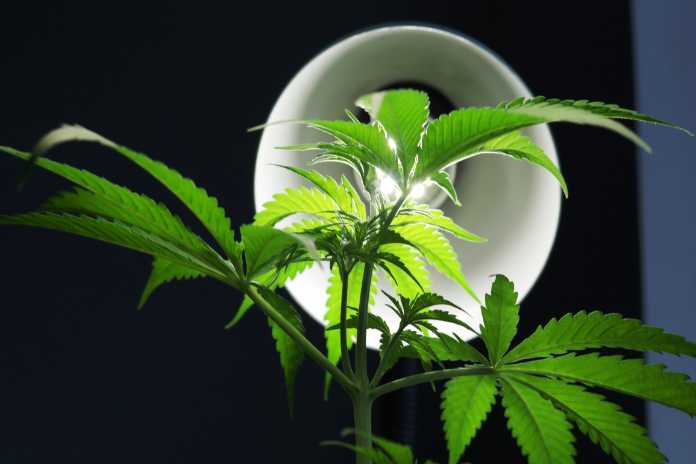 9cad87f4b1d2c5f57e306df06d268eda TEAMSTERS LOCAL 469 WINS BIG IN CANNABIS