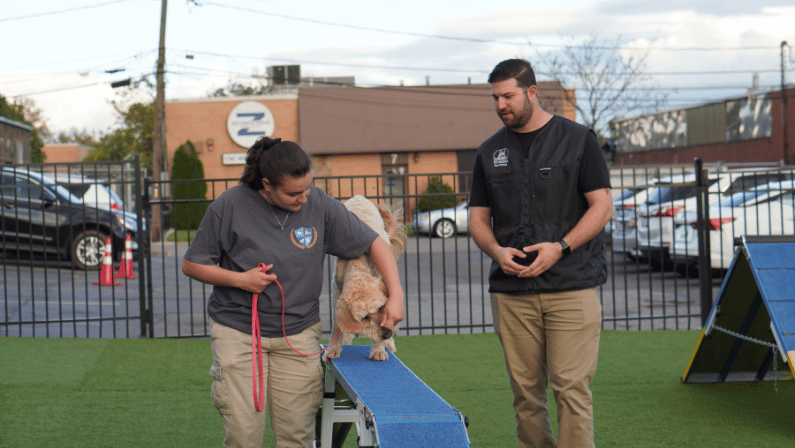 K9 Mania Dog Trainer Academy