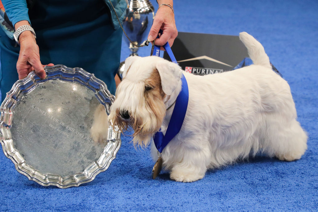 Stache, a Sealyham Terrier, wins Best In Show  at the 2023 National Dog Show.