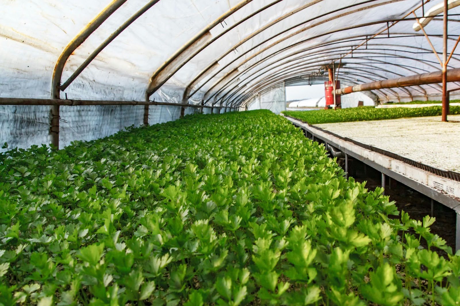 Asia Biologicals Platform Takes Aim at Adoption and Market Gaps