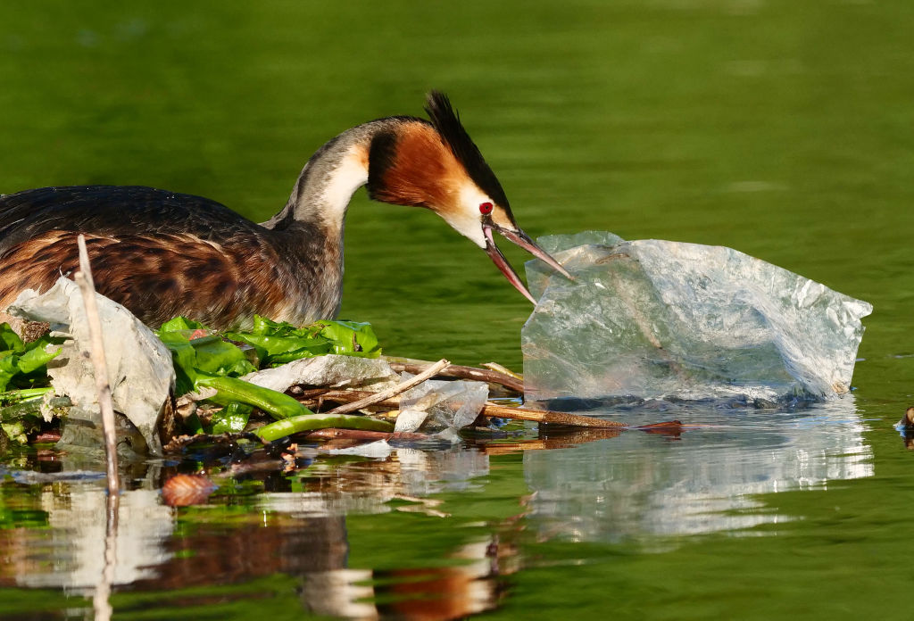 Great crested grebe - nest building with plastic foil