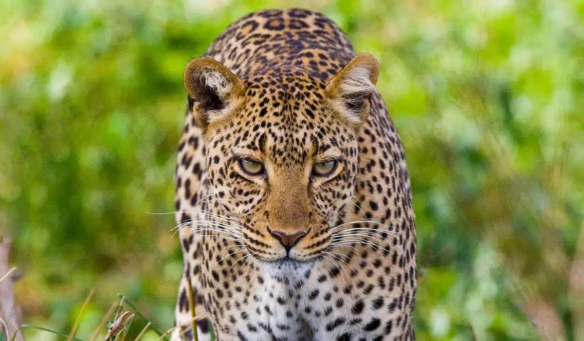 leopard spotted on safari to tanzania jpg leopard spotted on safari to tanzania jpg