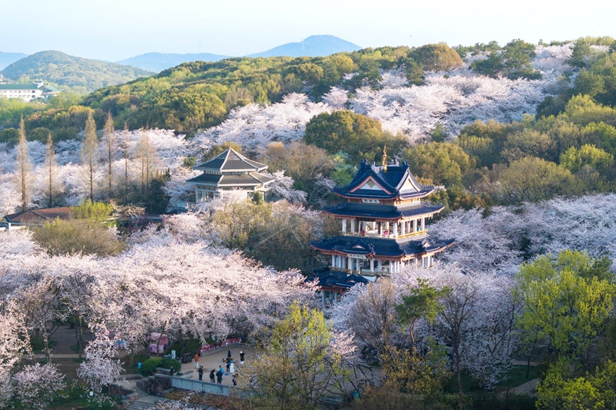 無錫櫻花盛景