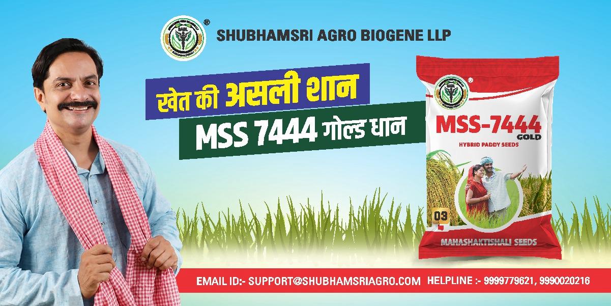 Mahashaktishali雜交水稻種子