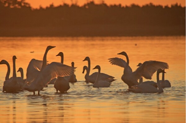 Larawan ng mga whooper swans sa Lungsod ng Rongcheng ng silangang China's Shandong Province.