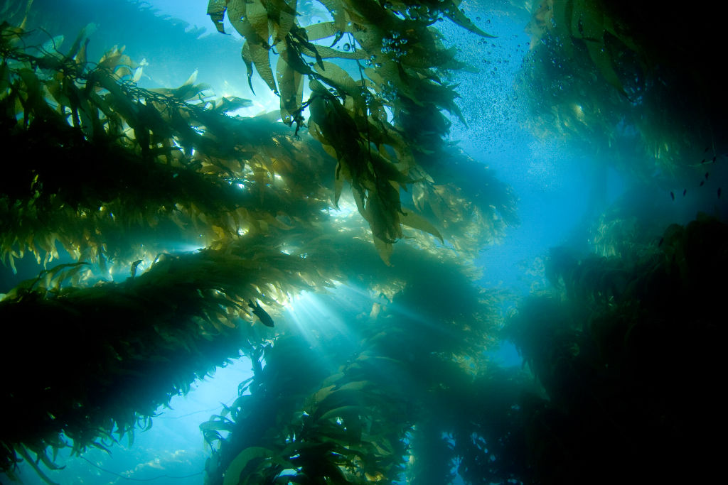 Ang ilang paraan sa karbon capture sa karagatan ay naglalayong pagbilisin ang mga natural na proseso na nagdudulot ng tubig-dagat na kumukuha ng CO2 mula sa atmospera. 