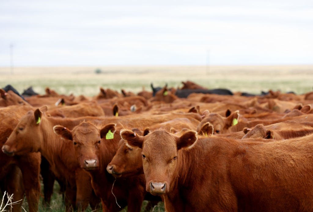 Disclosed emissions from the world’s 20 largest publicly-listed meat and dairy companies rose 3.3% from 2022 levels, according to a report by investor network FAIRR Initiative. 