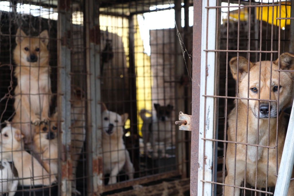 KOREA DOG MARKET