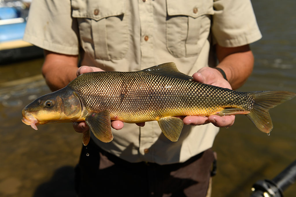 Ang U.S. Fish and Wildlife Service Colorado River Fish project (CRFP) ay nagtatrabaho nang mabuti upang ibalik ang mga katutubong populasyon ng isda sa Colorado River at iba pang mga ilog sa kanluran at lawa sa Grand Junction, Colorado.