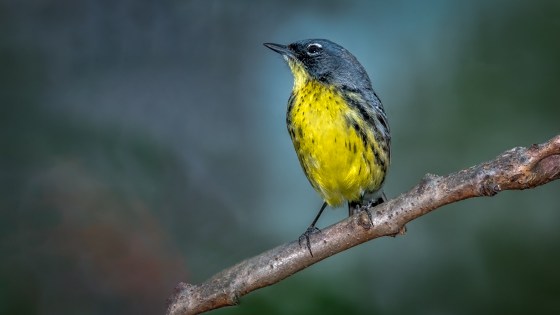 Kirtland's Warbler (Setophaga Kirtlandii)