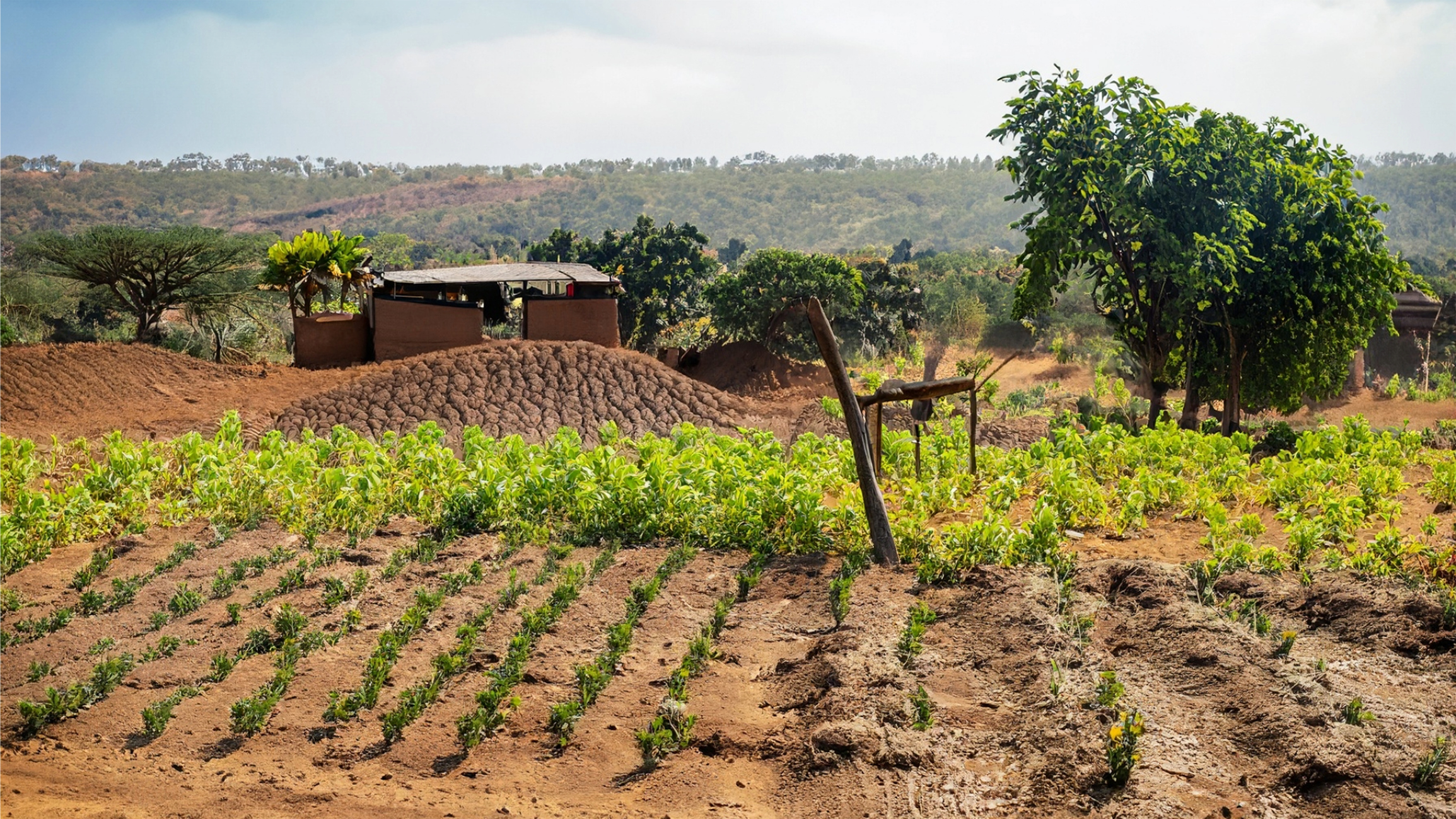 An open agricultural farm land