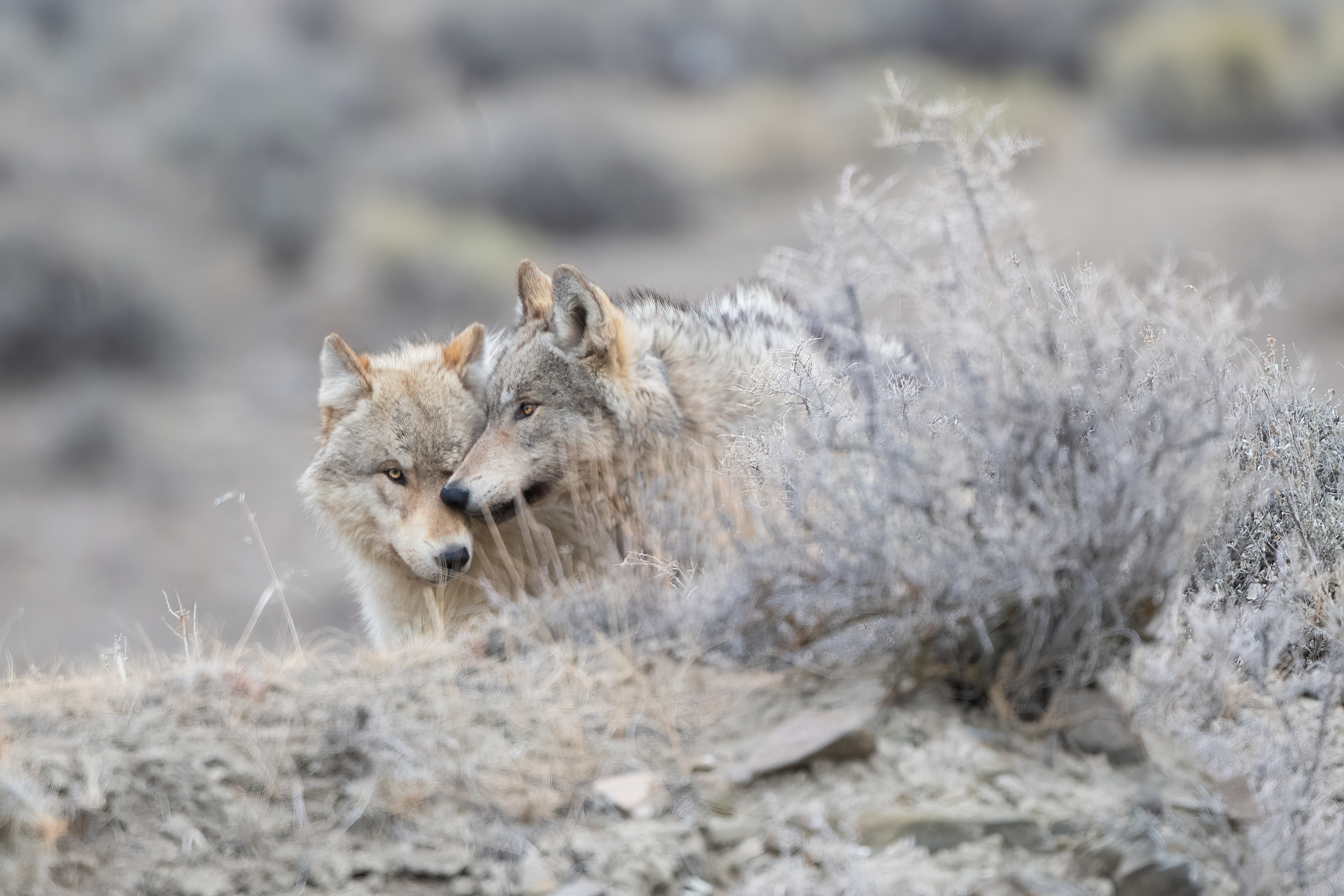 Dalawang Grey wolf (karamihan sa puti/taning kulay) na nagpapahinga sa isa't isa para sa larawan sa Yellowstone National Park (USA)