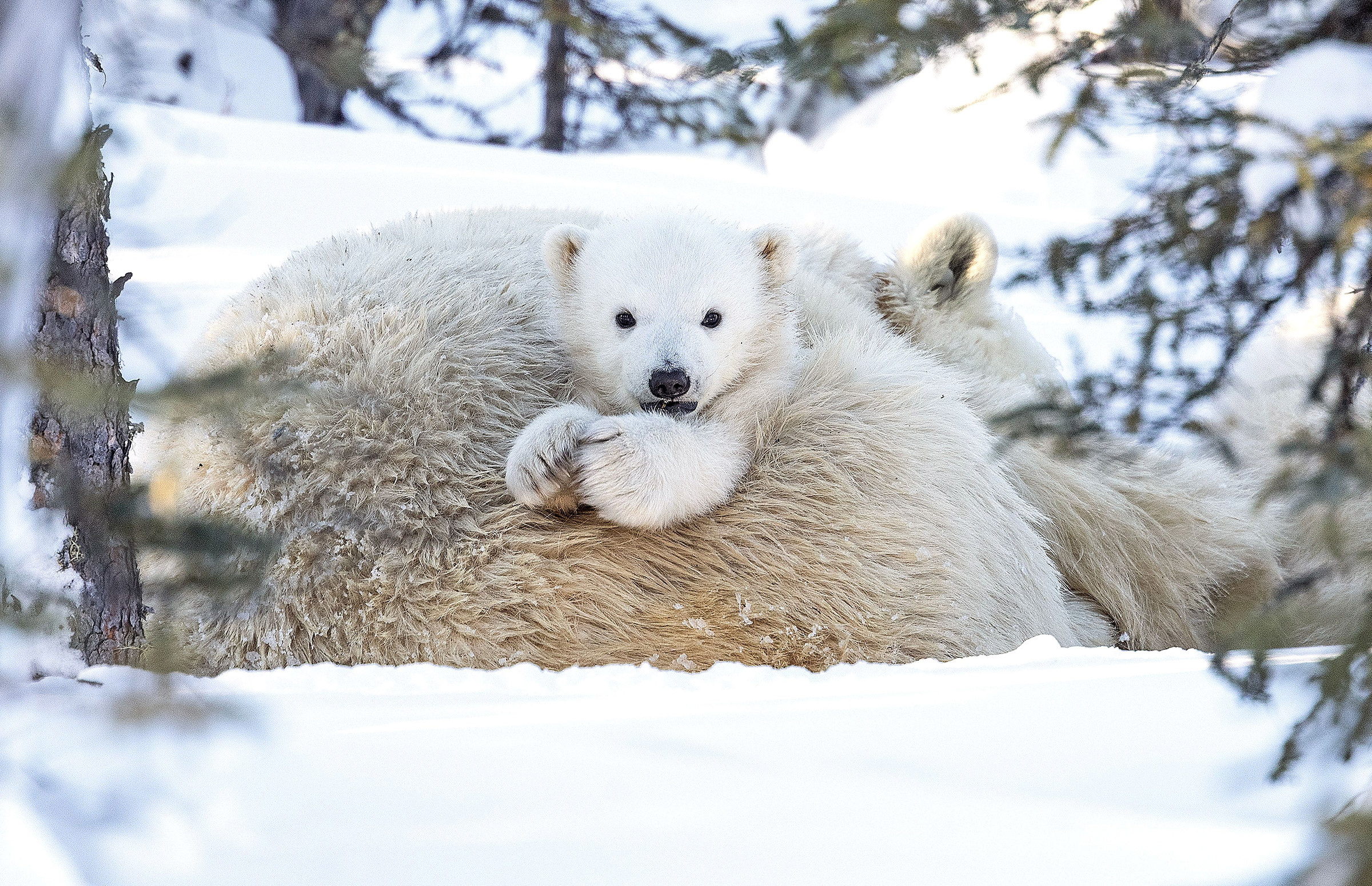 Plight of the polar bear